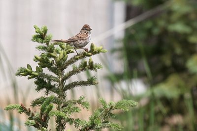 A song sparrow...I think?