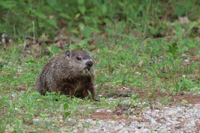 Woodchuck in my driveway, he's the one who ate the coneflowers