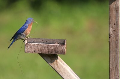 Bluebird with more nesting material