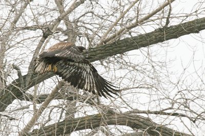 Immature Bald Eagle