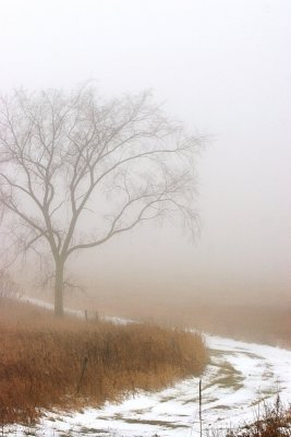 Blanket of fog