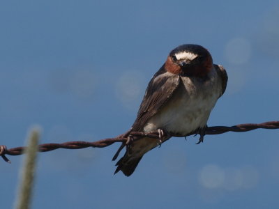cliff swallow 2