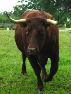 Mt. Vernon bull