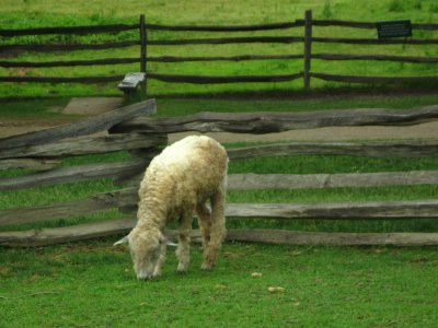 Mt. Vernon sheep