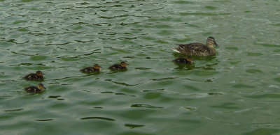 duck family at Capitol Reflecting Pool