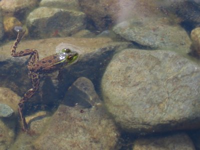 Mink Frog