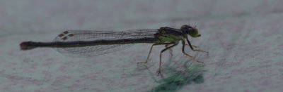 Damselfly P8091501