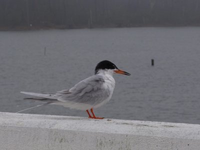 Common Tern