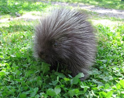 Young Porcupine in clover