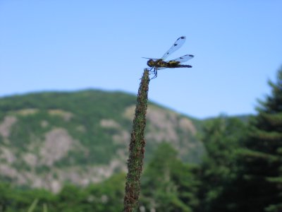 Dragonfly or fairy?