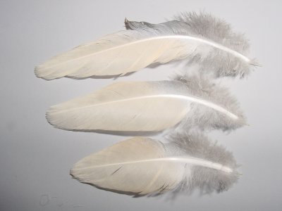 Mourning Dove Tail Coverts