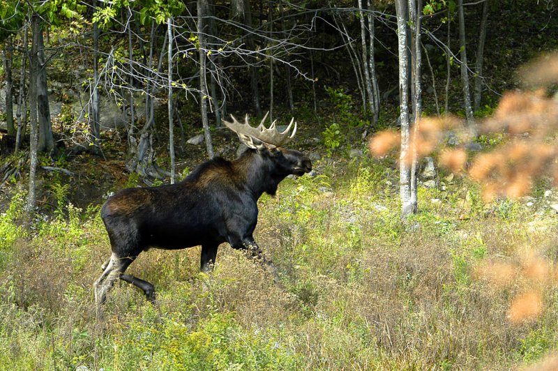 Bull Moose