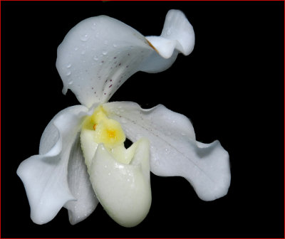 Orchid