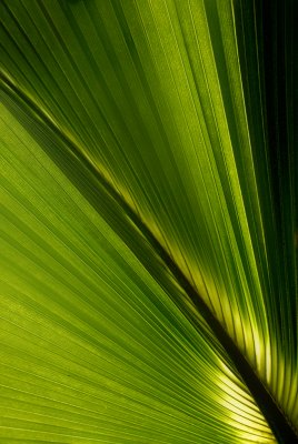 Under The Palmtree