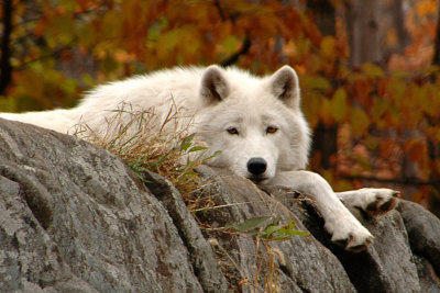 Wolf On The Rock