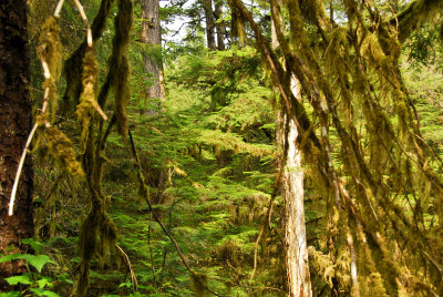 Rain Forest  at Ketchikan  Alaska