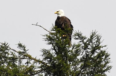 Bald Eagle in the Rain Forest  at Ketchikan  Alaska