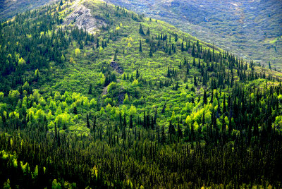 View From The Train  In Denali Park