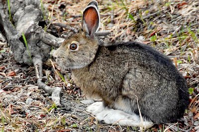 Snowshoe hare (Summer coat) in Denali Park