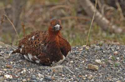 Rock Ptarmigan   (Summer Feathers)     Denali Park