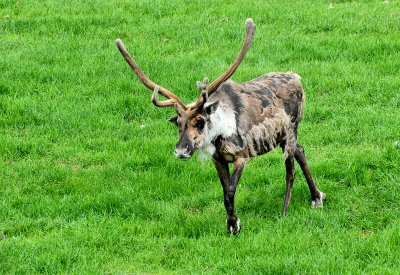 Caribou