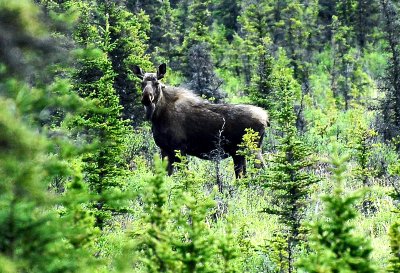 Moose  Late Spring in the Delta Region