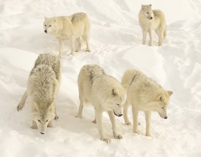 Pack Of Arctic Wolves