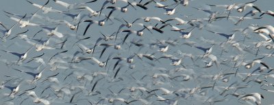 Snow Geese Flying South