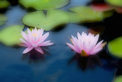 Water Lily