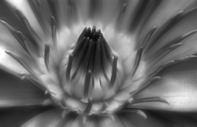 Water Lily