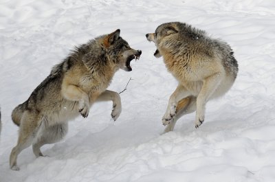 Timberland Wolves Fighting For Food