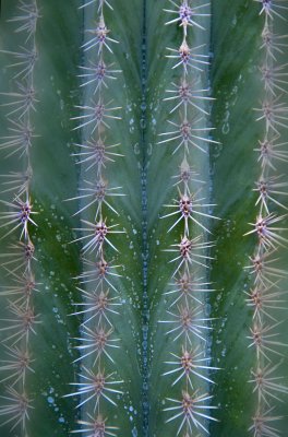 Cactaceae  N.W. Mexico