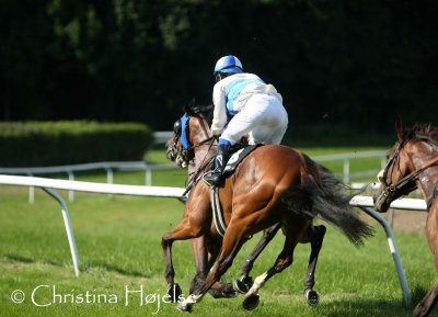 8116s (Teitur)