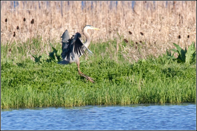 Great Blue Herron on Approach