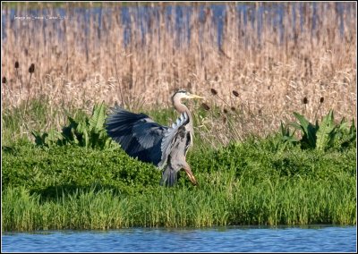 Great Blue Herron Touchdown