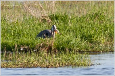 French Great Blue Herron - Frog Legs Anyone?