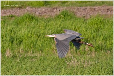 Great Blue Herron In Flight