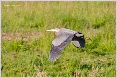 Great Blue Herron In Flight