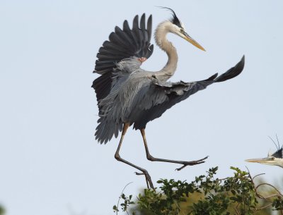 Herons - Garzas