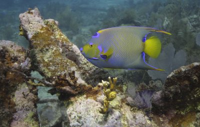 Underwater photography