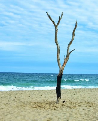 Nauset Beach