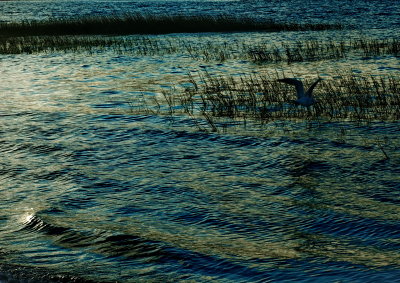 bird at dusk