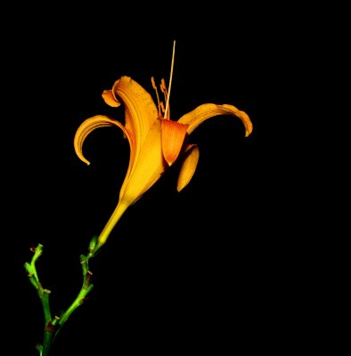 night lily