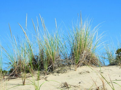 beach grass