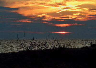 grassy sunset