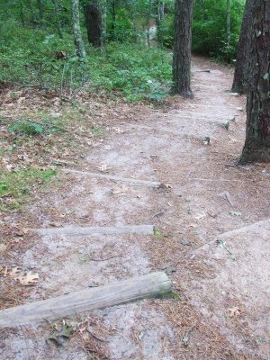 forest path