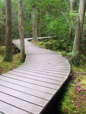 walkway thru forest