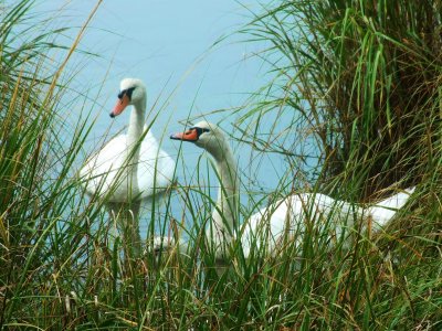 swans