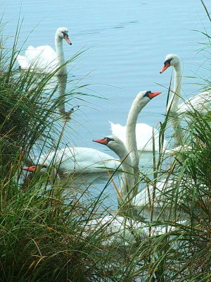 swans