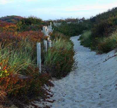 dune flowers
